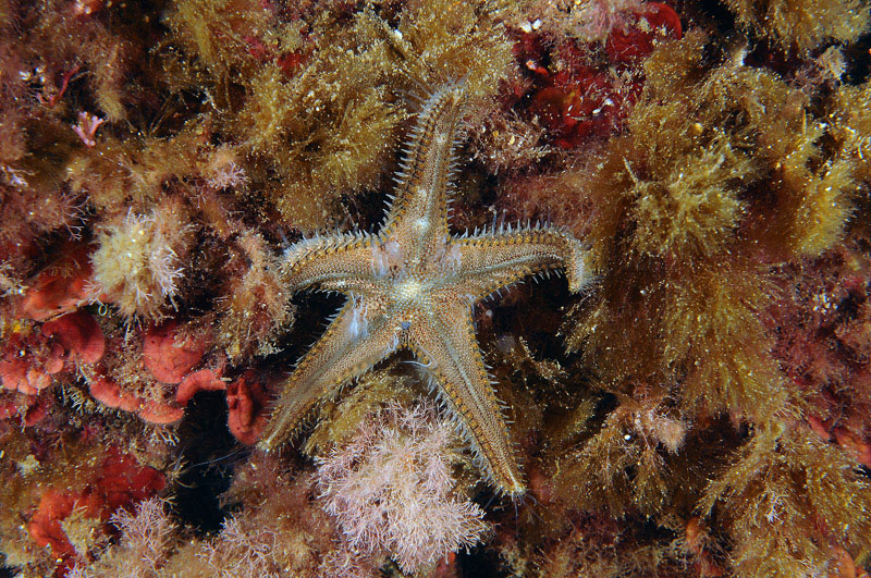 Astropecten spinulosus in riproduzione